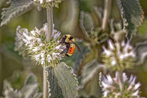 Jaynes Gallery 아티스트의 USA-Colorado-Fort Collins Orange-belted bumblebee-verbena flower작품입니다.